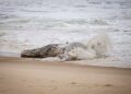 Baleia jubarte é encontrada morta em praia e chama atenção de moradores