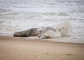 Baleia jubarte é encontrada morta em praia e chama atenção de moradores