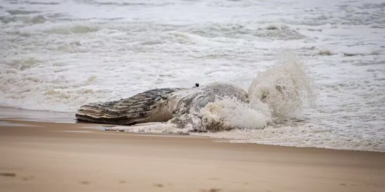 Baleia jubarte é encontrada morta em praia e chama atenção de moradores