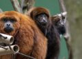 Macaco ameaçado de extinção é resgatado por equipes ambientais