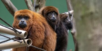 Macaco ameaçado de extinção é resgatado por equipes ambientais
