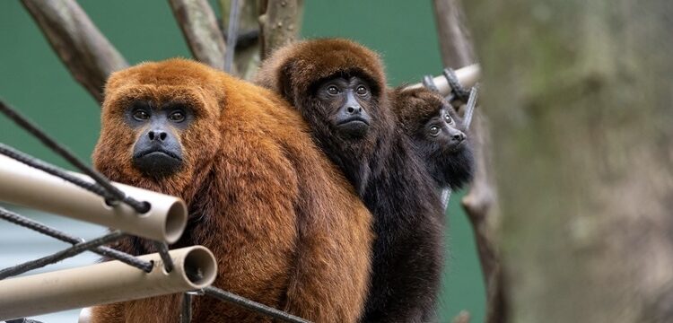 Macaco ameaçado de extinção é resgatado por equipes ambientais