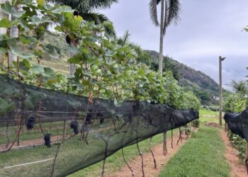 Congresso vai discutir fortalecimento da viticultura e do enoturismo fluminense