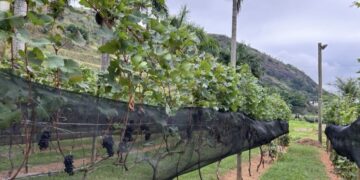 Congresso vai discutir fortalecimento da viticultura e do enoturismo fluminense