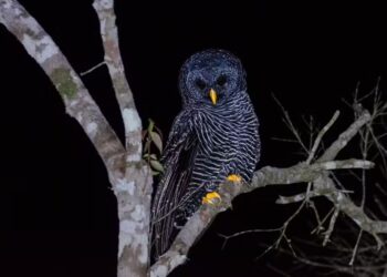 Coruja rara e ameaçada de extinção é registrada em parque estadual