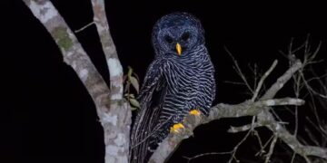 Coruja rara e ameaçada de extinção é registrada em parque estadual