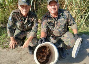 Jiboias e outras serpentes são resgatadas em empresas após chamados à Guarda Ambiental