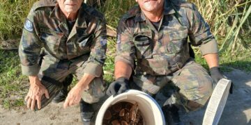 Jiboias e outras serpentes são resgatadas em empresas após chamados à Guarda Ambiental