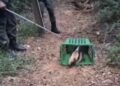 Tamanduá-mirim é resgatado em área urbana e devolvido à natureza em Macaé