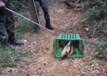 Tamanduá-mirim é resgatado em área urbana e devolvido à natureza em Macaé