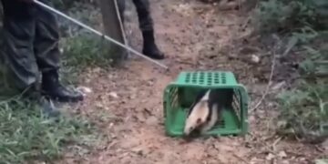 Tamanduá-mirim é resgatado em área urbana e devolvido à natureza em Macaé