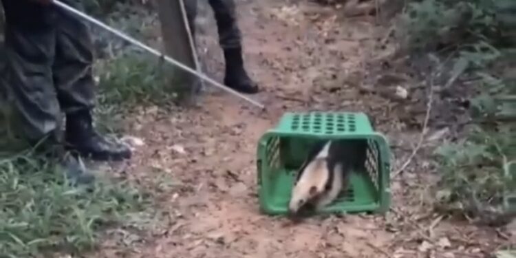 Tamanduá-mirim é resgatado em área urbana e devolvido à natureza em Macaé