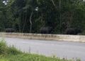 Búfalos transformam reta da Infraero em uma corrida inusitada