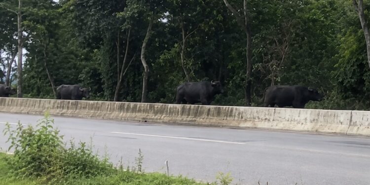 Búfalos transformam reta da Infraero em uma corrida inusitada