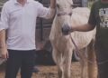 Proteção Animal registra primeira adoção de cavalo apreendido