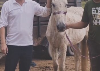 Proteção Animal registra primeira adoção de cavalo apreendido