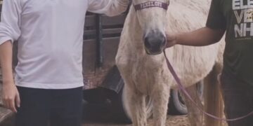 Proteção Animal registra primeira adoção de cavalo apreendido
