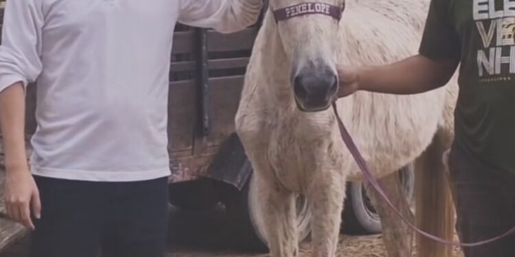 Proteção Animal registra primeira adoção de cavalo apreendido