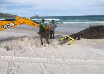 Baleia-jubarte encontrada morta em Arraial do Cabo é enterrada na Praia Grande