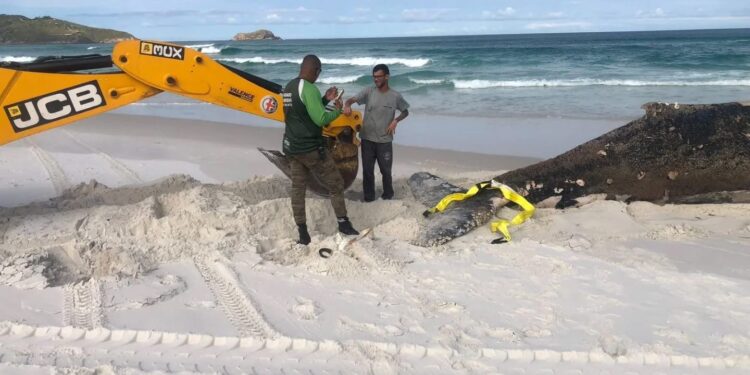 Baleia-jubarte encontrada morta em Arraial do Cabo é enterrada na Praia Grande