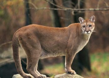 Presença de onça parda reforça importância da preservação ambiental