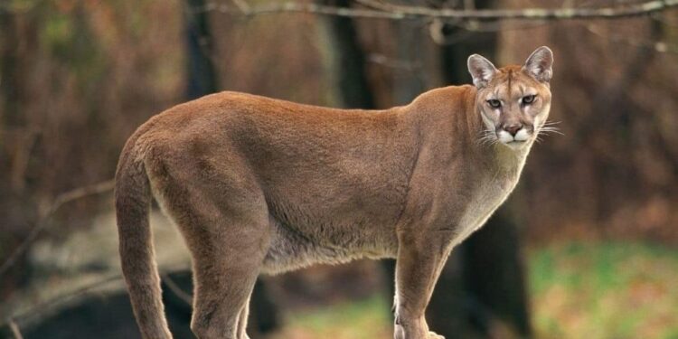 Presença de onça parda reforça importância da preservação ambiental