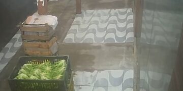 Homem é flagrado por câmeras furtando bananas deixadas em frente a comércio