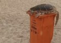 Tartaruga é encontrada sobre lixeira em meio a lixo espalhado em Copacabana