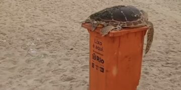 Tartaruga é encontrada sobre lixeira em meio a lixo espalhado em Copacabana