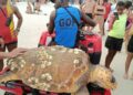 Tartaruga de 1,5 metro é encontrada morta na Praia do Forte
