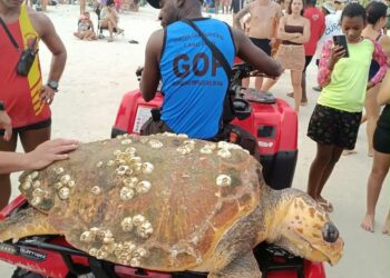 Tartaruga de 1,5 metro é encontrada morta na Praia do Forte