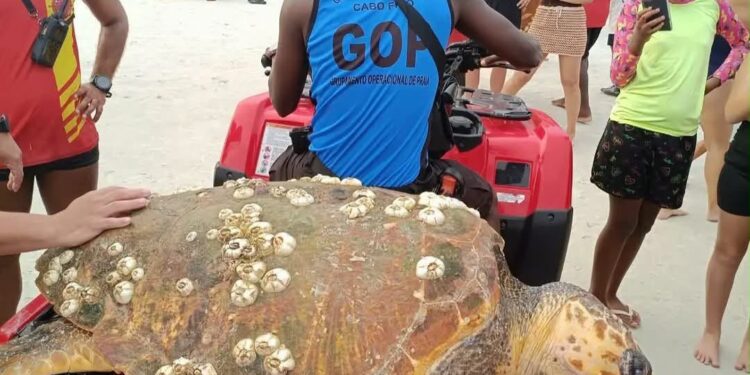 Tartaruga de 1,5 metro é encontrada morta na Praia do Forte