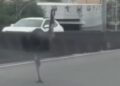 Jacarés e até emas protagonizam ocorrências inusitadas pelo estado