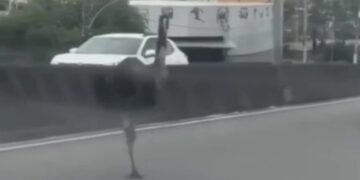 Jacarés e até emas protagonizam ocorrências inusitadas pelo estado
