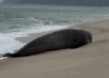 Elefante-marinho aparece em praia de Maricá e chama atenção de banhistas