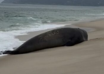 Elefante-marinho aparece em praia de Maricá e chama atenção de banhistas