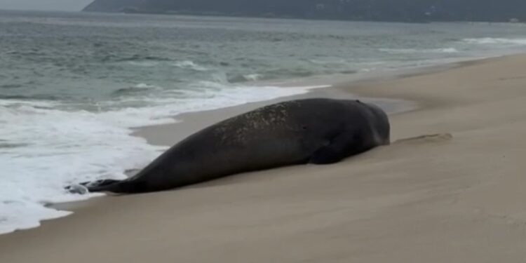 Elefante-marinho aparece em praia de Maricá e chama atenção de banhistas